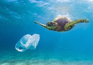 If no action is taken, there will be more plastic than fish in the worlds oceans by 2050
